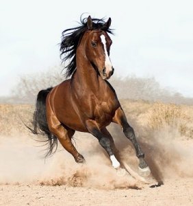 horse arabian (horseden)